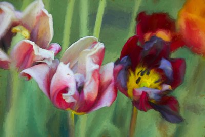 Bright Tulips by Helen White